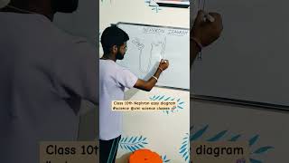 Class 10th Nephron easy diagram science vini science classes 🧬motivation teaching diagrampgt [upl. by Yllut586]