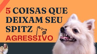 5 coisas que deixam seu Lulu da Pomerânia agressivo  Alerta [upl. by Elleiad]