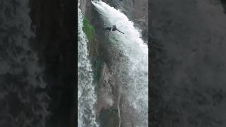 cliff diving expectation vs reality 😱 shorts [upl. by Ewall]