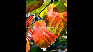 PARROTIA persica  Persian Ironwood Barneys Tree of the Month [upl. by Acinok]