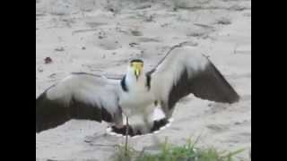 Masked Lapwing Spurwinged Plover defending nest [upl. by Einamrej]