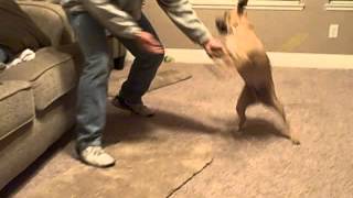 Puggle dog attacks owner [upl. by Bernj211]