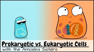 Prokaryotic vs Eukaryotic Cells Updated [upl. by Ayam997]