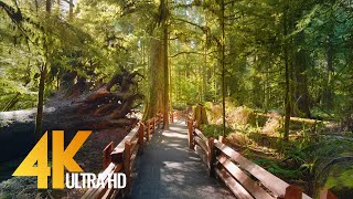 4K Virtual Hike through Canadian Forest with Nature Sounds  Incredible Nature of British Columbia [upl. by Peti369]