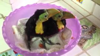 Baby rescued toucans [upl. by Bond127]