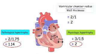 HOW THE HEART ADAPTS TO EXERCISE CARDIOVASCULAR ADAPTATIONS THAT INCREASE VO2max [upl. by Thorn]