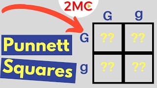 Punnett Square Basics  Mendelian Genetic Crosses [upl. by Eirffej]