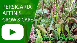 Persicaria affinis  grow amp care Polygonum affine [upl. by Koziel640]