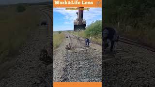 Excavator lifts concrete railway sleepers with chains ensuring safe and efficient track maintenance [upl. by Stanwin]