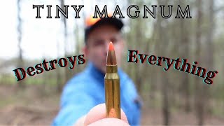 The Tiny Magnum That Destroys Everything  17 WSM [upl. by Ahsinahs]