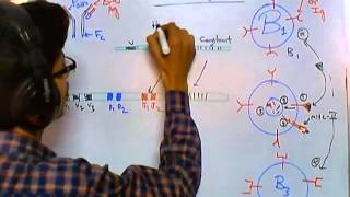 Antibody class switching [upl. by Hallam]