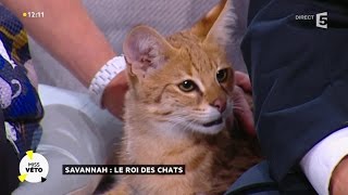 Le Savannah  un fauve dans son salon [upl. by Ahsoyem208]