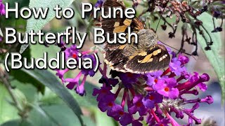 How to Prune Buddleia  The Butterfly Bush Complete demonstration and Deadheading [upl. by Abrams382]