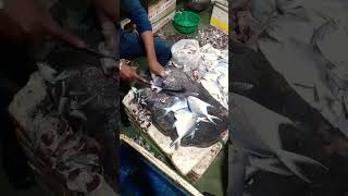 paplet fish Mumbai fish markit cutting fiy Mumbai shots youtube [upl. by Eliak]