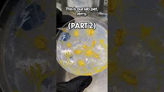 Can Our Genius Slime Mold Smell [upl. by Michaeline]