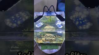 Control Algae Growth 💹😱💯shortsponds fishtankbreedingbreedingsetupguppyfishfishtankbetta [upl. by Paluas]