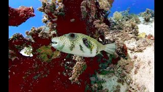 Egypt  Red Sea  Safaga  Diving at Panorama Reef Part 6  Parrot Pufferfish 360° VR 2023 [upl. by Sset]