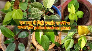 इस तरह से मिट्टी बनाने पर philodendron plant न मरेंगे न खराब होंगे  philodendron plant soil mix [upl. by Ameline231]