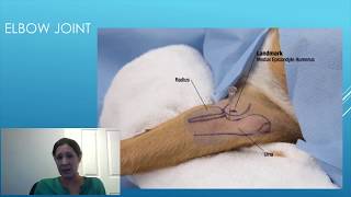 Canine Intraarticular Injection Technique  A Detailed Guide for Veterinary Surgeons [upl. by Ahpla]