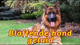 Blaffende hond 🐕 Avondgeblaf van een herdershond [upl. by Eiramlehcar]