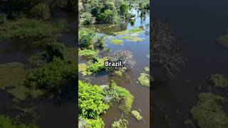 Discover Brazil’s Flooded Rainforest The Igapó Forest IgapóForest AmazonRainforest Forest [upl. by Joshia193]