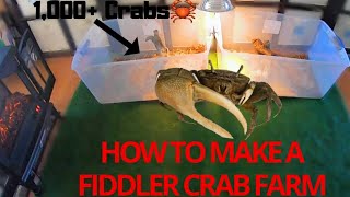 HOW TO MAKE A FIDDLER CRAB FARM🦀 [upl. by Aihsas]