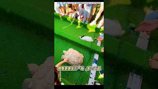 Unique Rabbit and Tortoise Race shorts trending viral youtubeshorts [upl. by Yelekalb903]