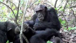 Baby chimpanzee [upl. by Patsis]