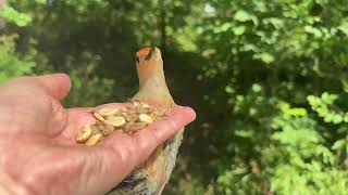 Handfeeding Birds in Slow Mo  Redbellied Woodpecker [upl. by September]