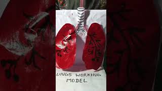 Lungs working model [upl. by Mullac]