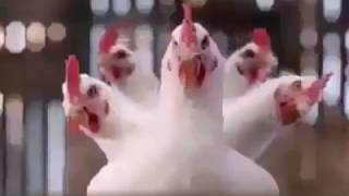 JAB AYE GA IMRAN BANAY GA NAYA PAKISTAN PTI SONG Chickens Funny Dance  ATTA ULLAH KHAN ESAKHELVI [upl. by Remas555]