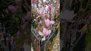 Magnolia Lili flora flowering time in Sydney Australia [upl. by Rodoeht]