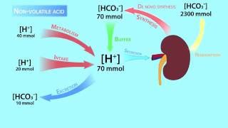 AcidBase RegulationVolatile and Nonvolatile Acids [upl. by Kean]