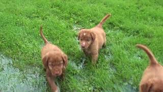 6 Week Old Toller Pups learning to swim [upl. by Reemas713]