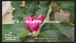 가을에 피는 목련꽃 ㅣMagnolia liliiflora Nigra [upl. by Asiuqram]