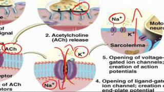 ExcitationContraction Coupling [upl. by Merola]