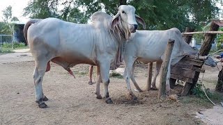 Bull Mating with small cowAnimal mating very hardbull breeding with cow [upl. by Leahcym]