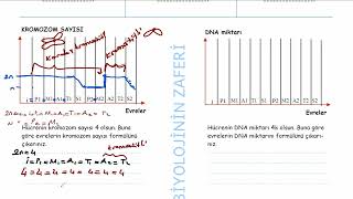 MAYOZDA EVRELERE GÃ–RE KROMOZOM SAYILARININ HESAPLANMASI [upl. by Nealy976]