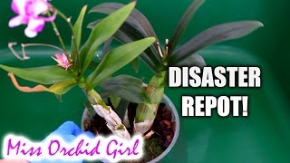 Repotting mini Dendrobium Orchid  What a disaster [upl. by Eliason]