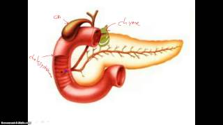 Digestion in Duodenum [upl. by Laure]