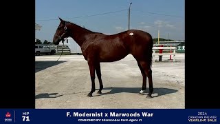 CTHSON 2024  Hip 71  F Modernist x Marwoods War [upl. by Atiseret]