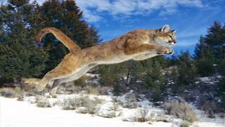 Mountain Lion Roar Sounds [upl. by Josephine]