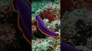 Beautiful Flatworm glides across ocean floor Diving Malaysia Underwater Flatworm Marinelife [upl. by Lerraf306]