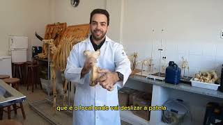 Fêmur  Anatomia Animal  Explicação Dos Acidentes Ósseos Na Prática [upl. by Ahsaela]