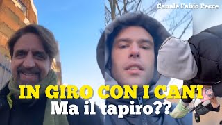 Fedez riceve un tapiro ma poi va in giro con Staffelli con Paloma [upl. by Wendye]