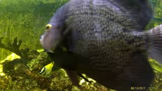 Saltwater Pond Underwater Video [upl. by Sorilda372]