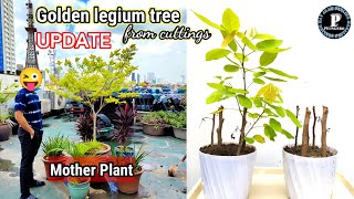 GOLDEN LEGIUM TREE FROM CUTTINGS  NABUHAY FIRST UPDATE [upl. by Analra416]