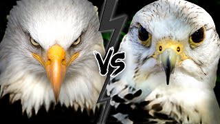 EAGLE vs FALCON  Who Would WIN This Fight [upl. by Asert]