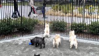 Cairn Terrier Meetup [upl. by Rehpotsirh]