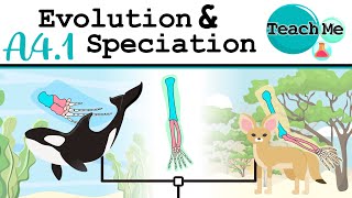 A41  Evolution amp Speciation  IB Biology SLHL [upl. by Ominorej]